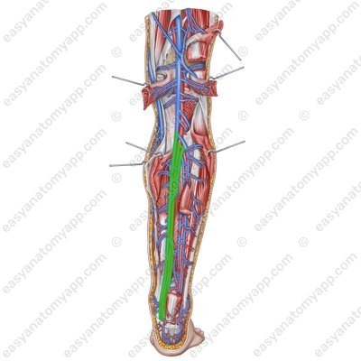 Posterior tibial veins (vv. tibiales posteriores) – with the arteries of the same name